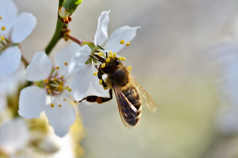 jardinerie-SPERACEDES-min_bee-4092986